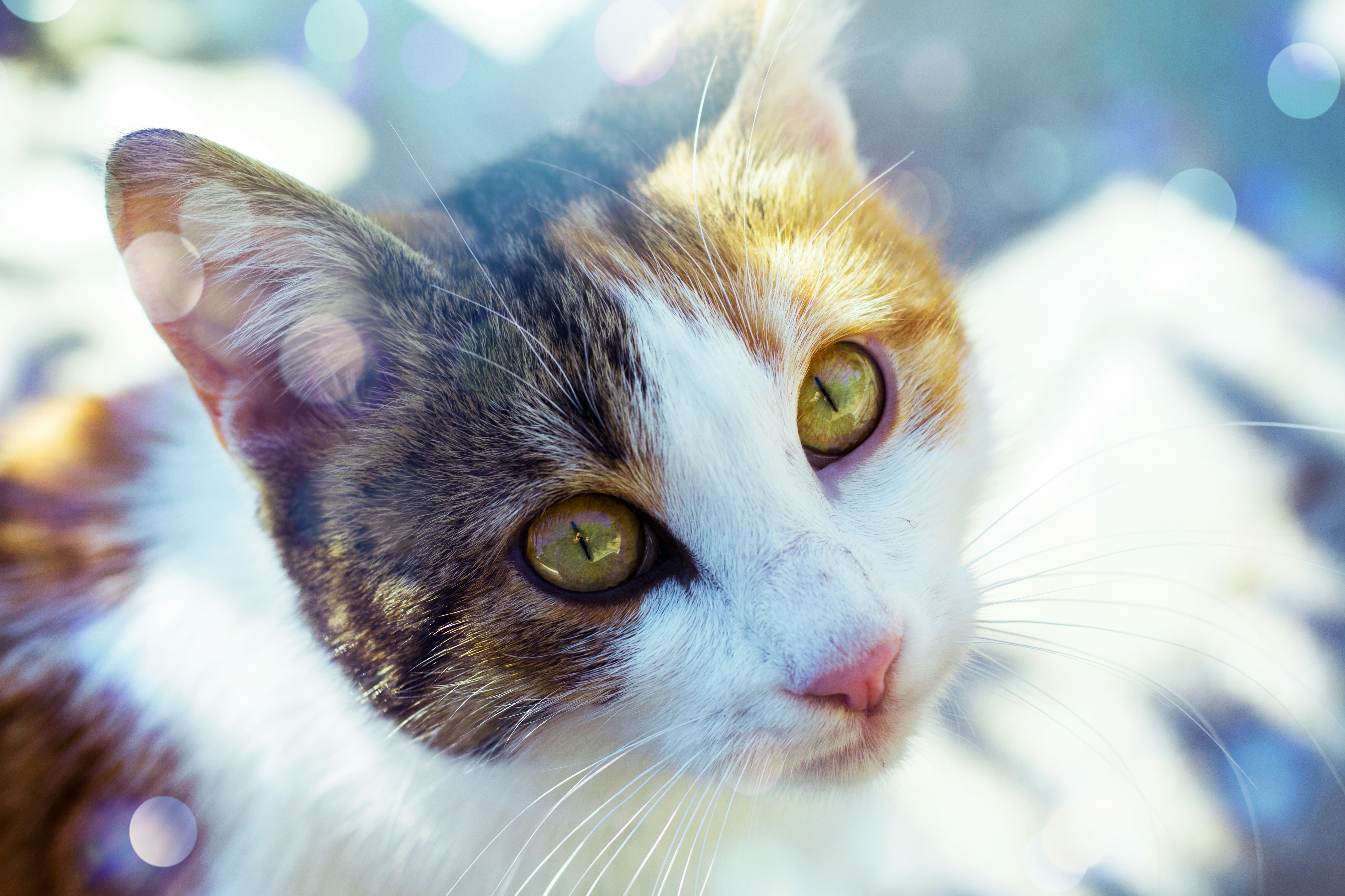 white and gray patched tabby cat selective focus photography